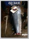 Click to read more about Blue Fin Tuna
